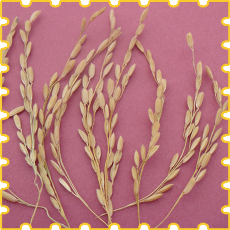 Paddy Spikelets