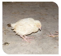 a. The heart of a 10-day-old broiler chicken, showing pericarditis and