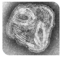 Paramyxovirus.PNG