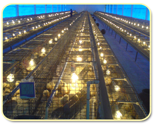 brooder cage