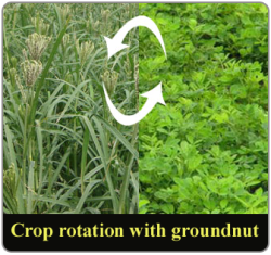 crop rotation in india