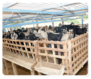 Feeding Management Of Sheep And Goats