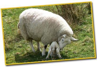 Feeding Management Of Sheep And Goats