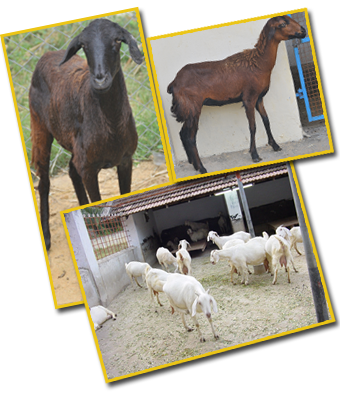 Feeding Management of Sheep and Goats