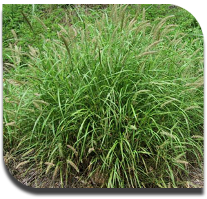 Blue%20Buffel%20grass02