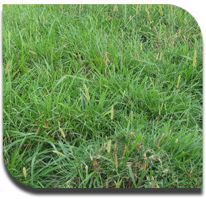 Guinea%20Grass02
