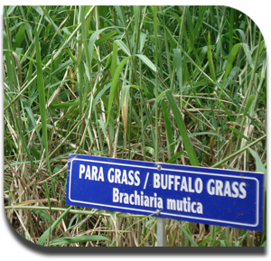 Para%20grass1
