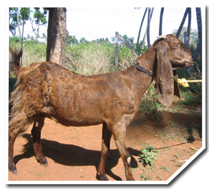 indian goat breeds with name