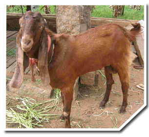 indian goat breeds with name