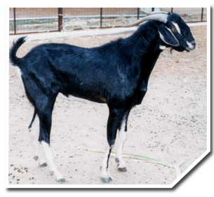 indian goat png