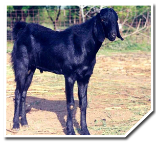 Black Bengal Goat Weight Chart