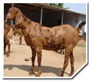 Sirohi Goat Weight Chart