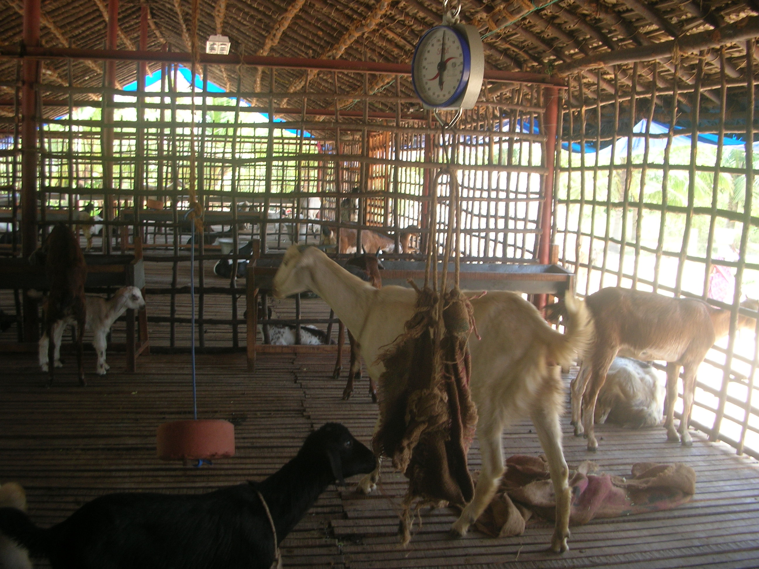Housing of sheep and goats