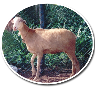 Sirohi Goat Weight Chart