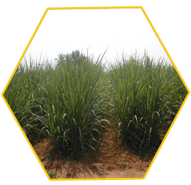 Sugarcane Fertilizer Chart