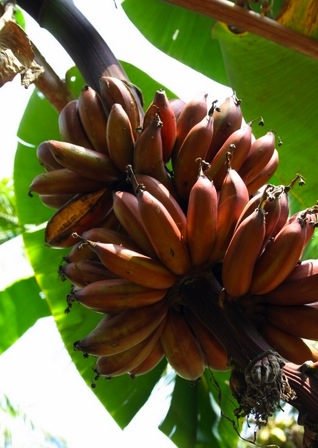 red banana