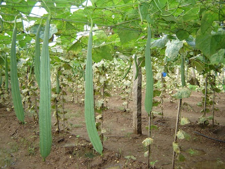 ridge gourd