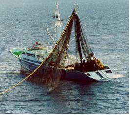 http://www.vuatkerala.org/static/eng/advisory/fisheries/images/Seining.jpg
