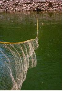 http://www.vuatkerala.org/static/eng/advisory/fisheries/images/GillNet.jpg