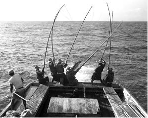 http://www.vuatkerala.org/static/eng/advisory/fisheries/images/Pole_and_line.jpg
