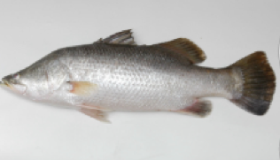 asian seabass