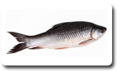 Carps
