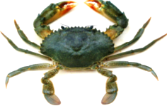 mud crab