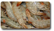 fresh water prawn