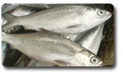 sea fish