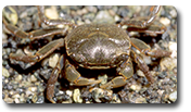 mud crab