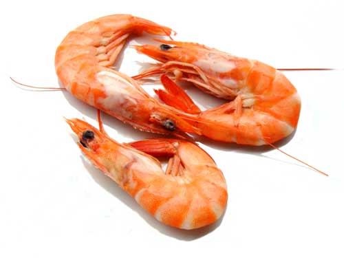 shrimps