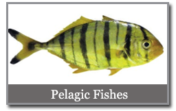 pelagic fishes