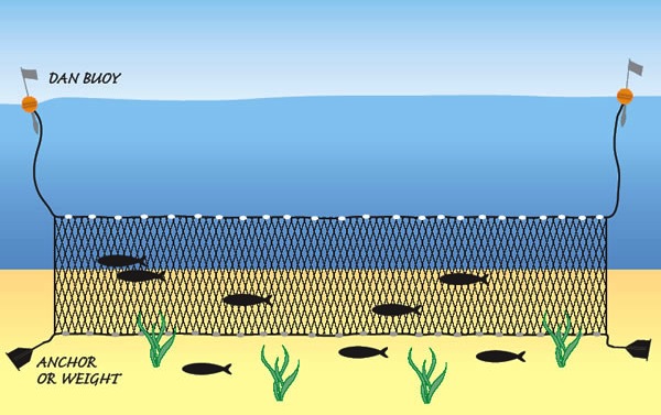 bottom gill net