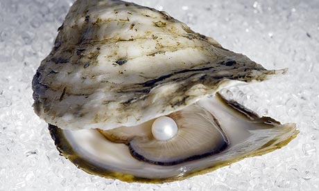 oyster