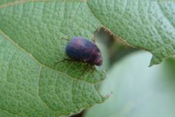 FPM-Trees-Teak defoliater-2