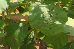 FPM-Trees-Teak defoliater-3