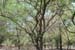 Acacia planifrons