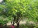 Caesalpinia coriaria (Divi Divi)