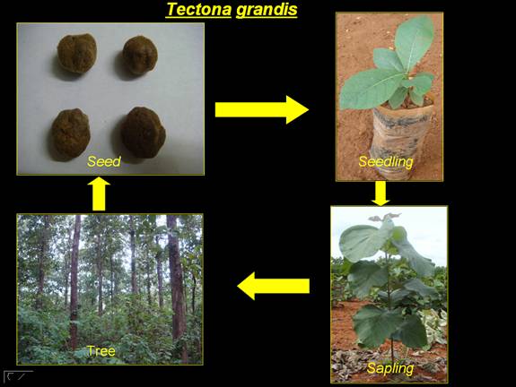 Tectona grandis