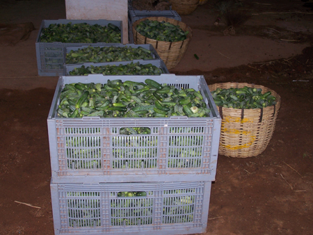 Harvested Gherkins