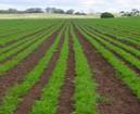 http://blog.americanfeast.com/images/1farming.jpg