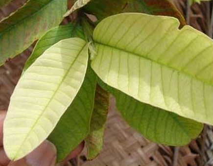 Guava-Fe