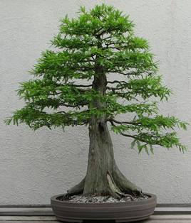 http://www.bonsai-tree-books.com/wp-content/themes/bible-scholar/images/formal_upright1.jpg