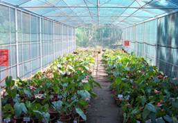 anthurium at flowering stage