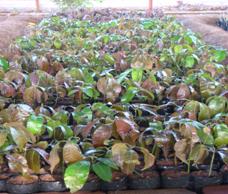 MANGO SEEDLINGS FOR GRAFTING