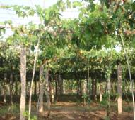 GRAPES-PANDAL SYSTEM