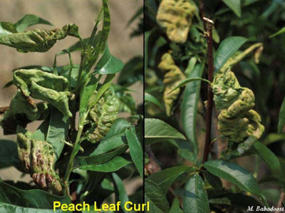 peach_leaf_curl