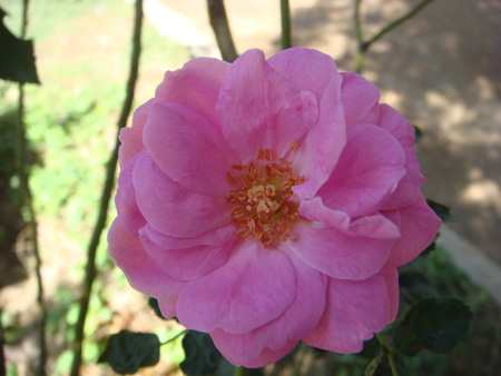 Edward rose