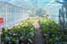 Anthurium at flowering stage