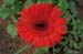 Full bloom stage of gerbera